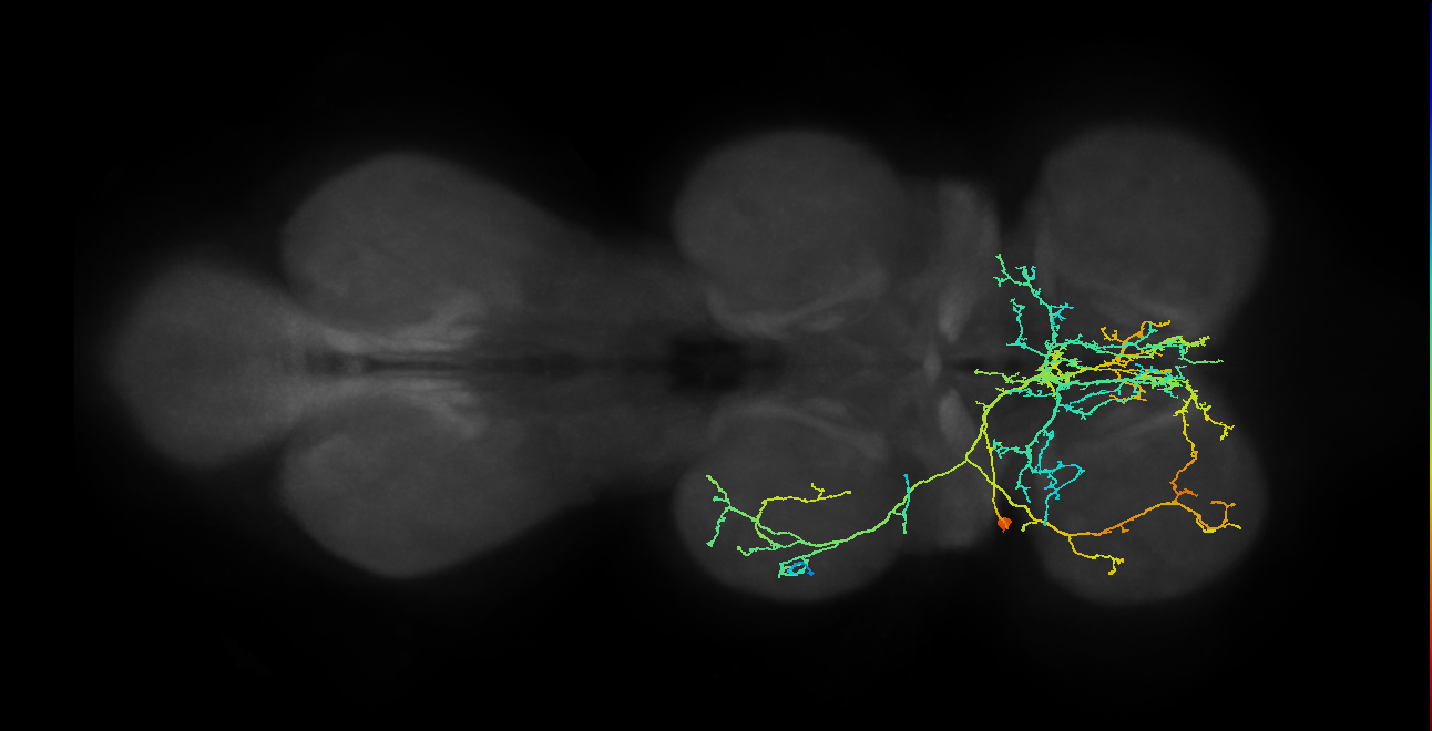 IN11A008_T1_L (MANC:16345)