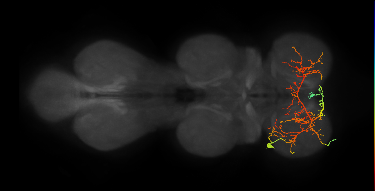 EN21X002_T1_L (MANC:16358)