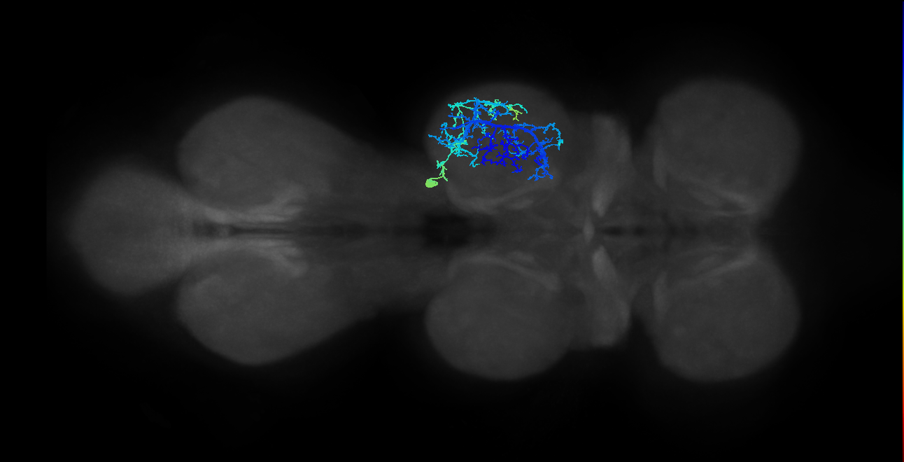 IN03A003_T2_R (MANC:16362)