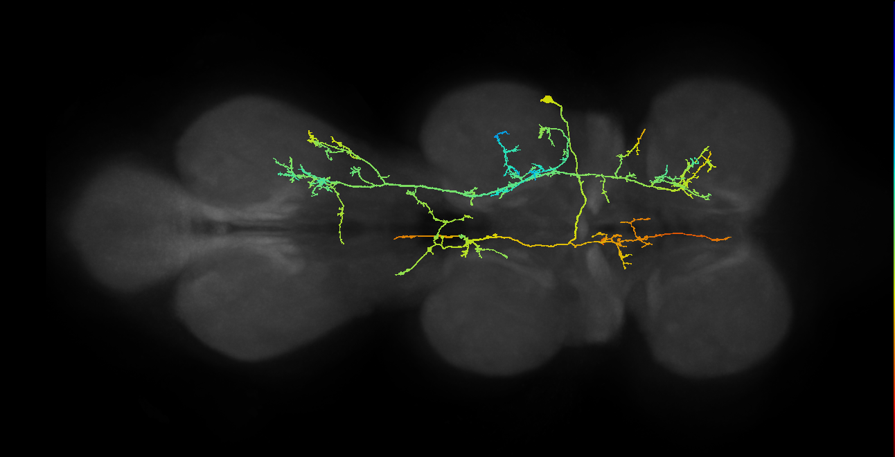 IN18B012_T2_R (MANC:16383)