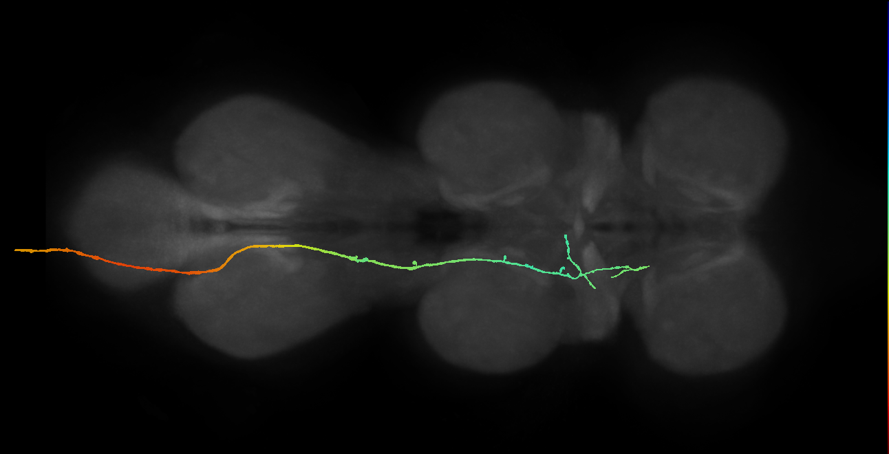 SNpp01_AbN3_L (MANC:16386)