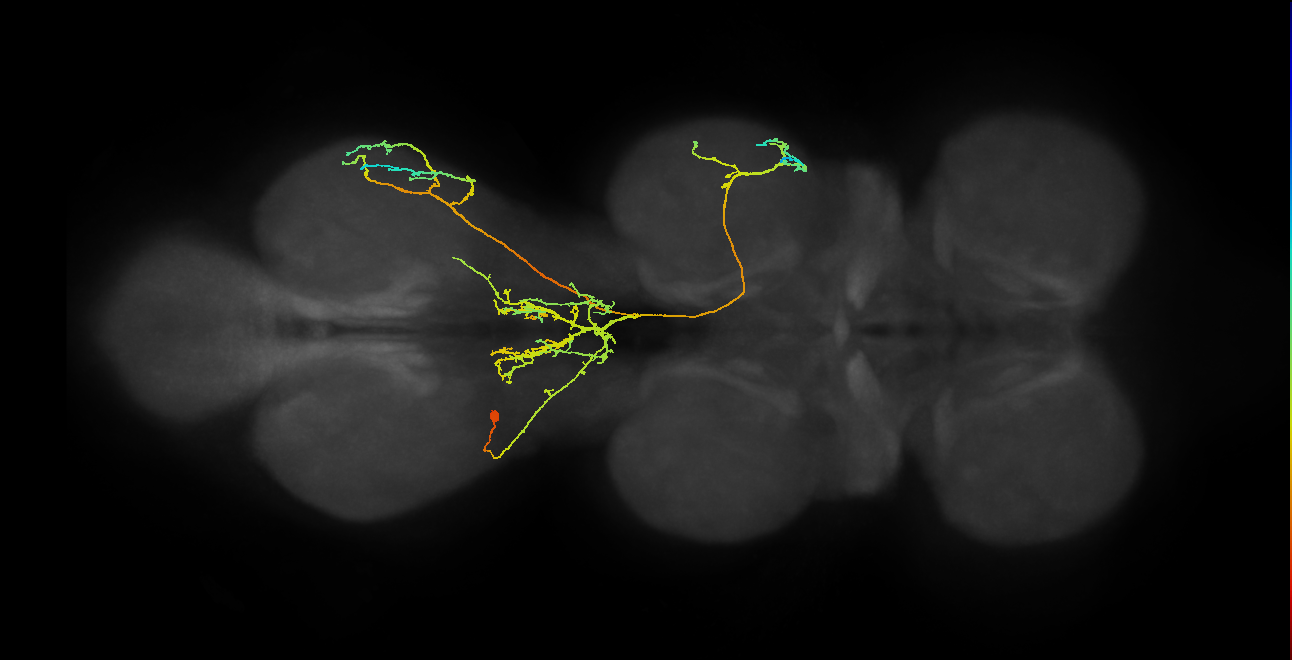IN18B020_T3_L (MANC:16475)