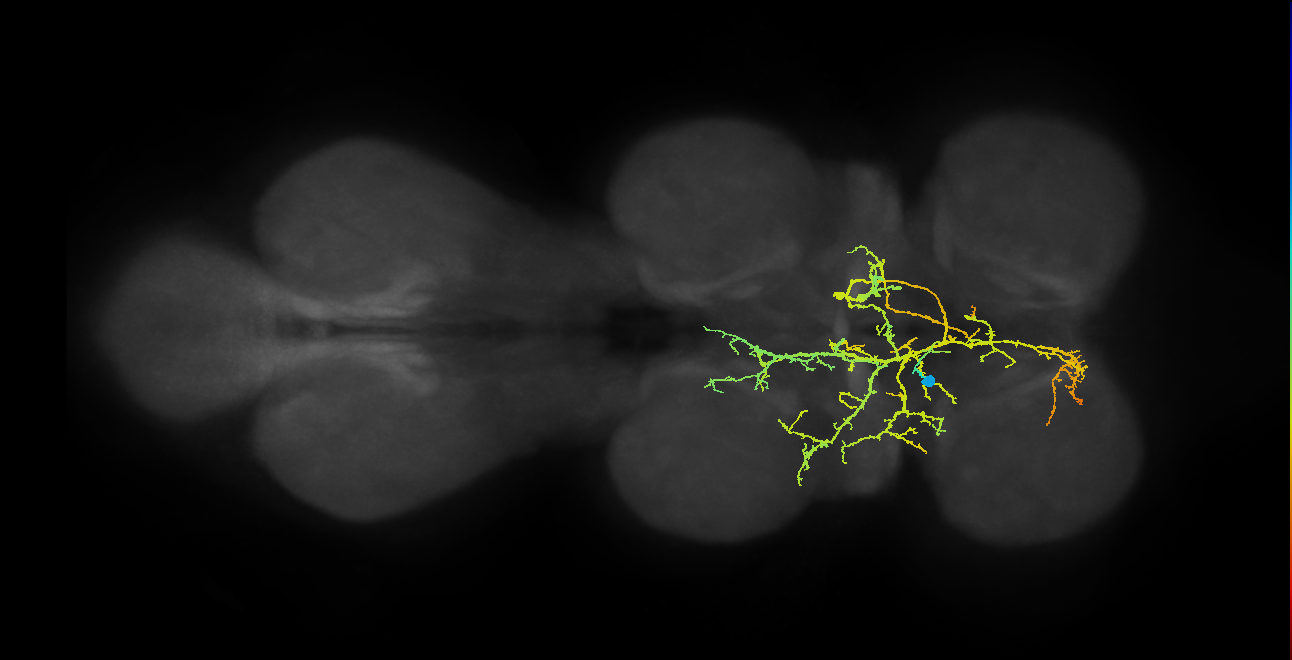 IN06B055_T1_L (MANC:16568)