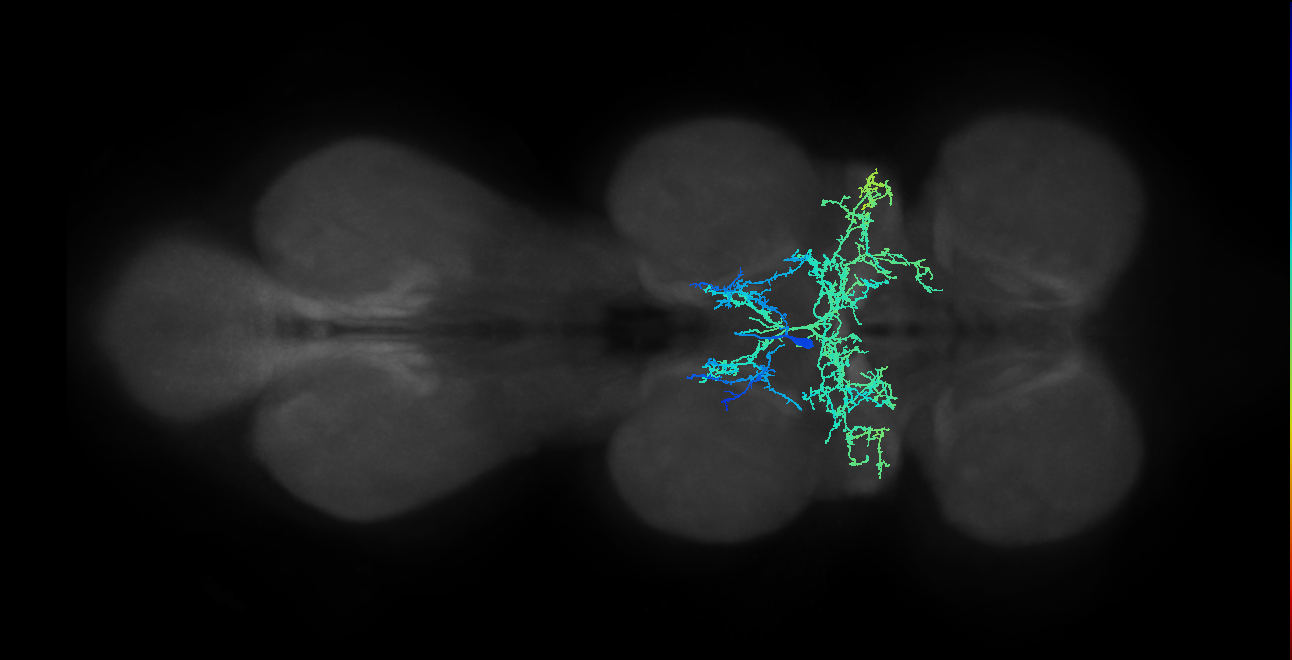 IN00A053_T2_M (MANC:16578)
