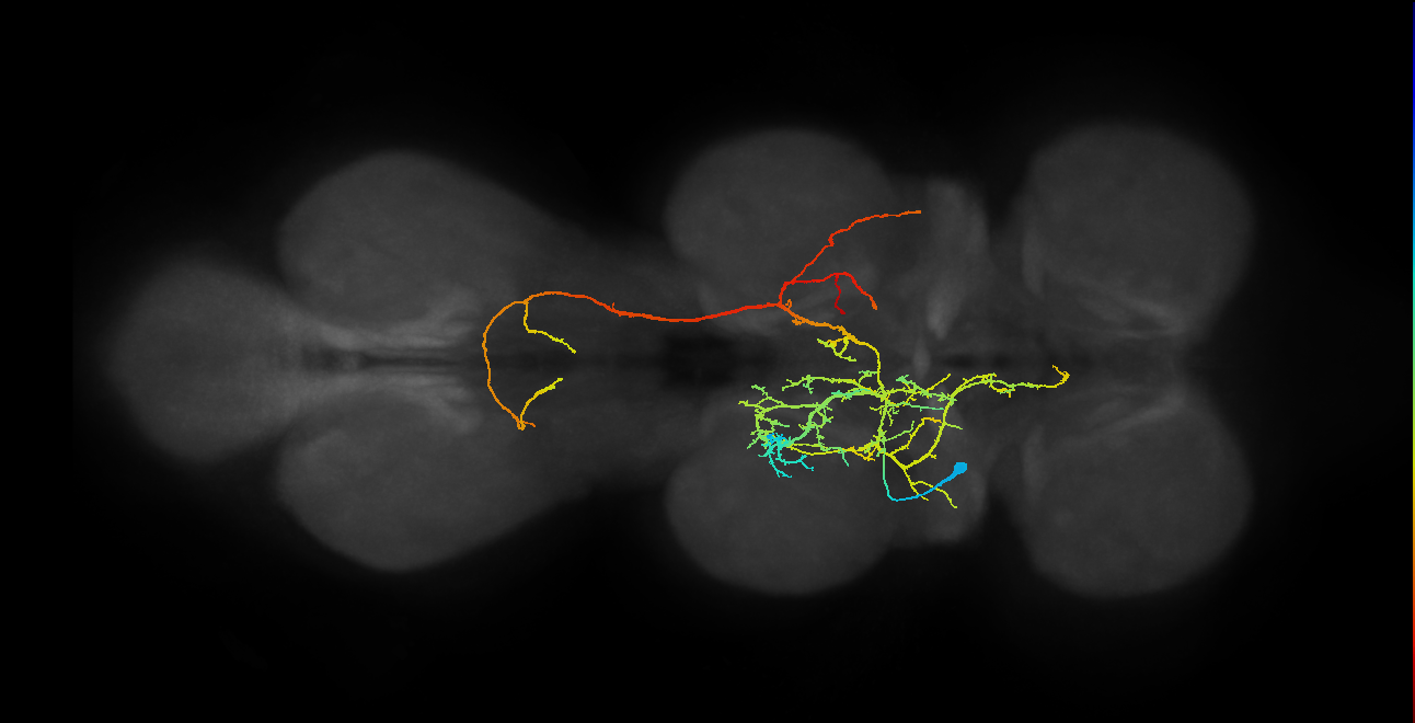 IN08B077_T2_L (MANC:16602)