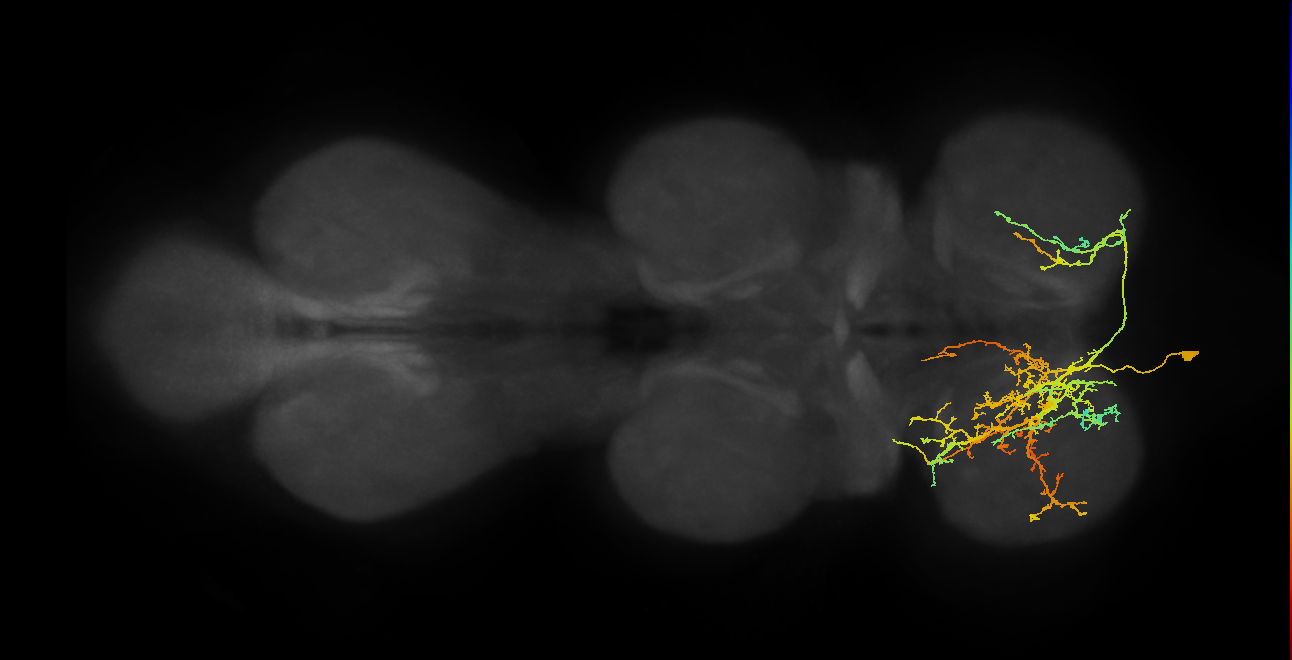 IN01A045_T1_L (MANC:16618)