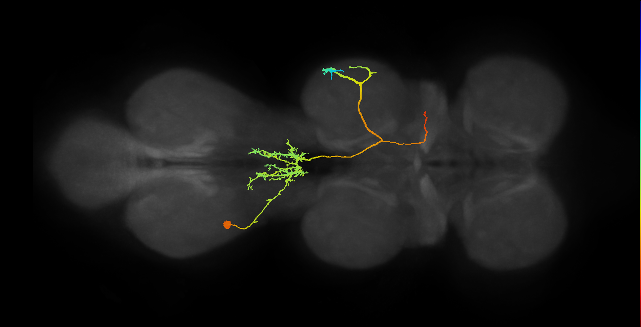IN18B021_T3_L (MANC:16654)