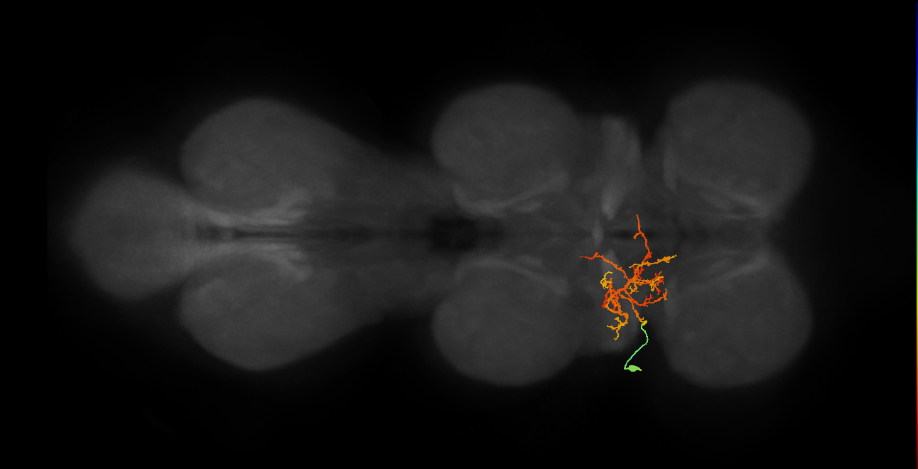 IN03B074_T1_L (MANC:16662)