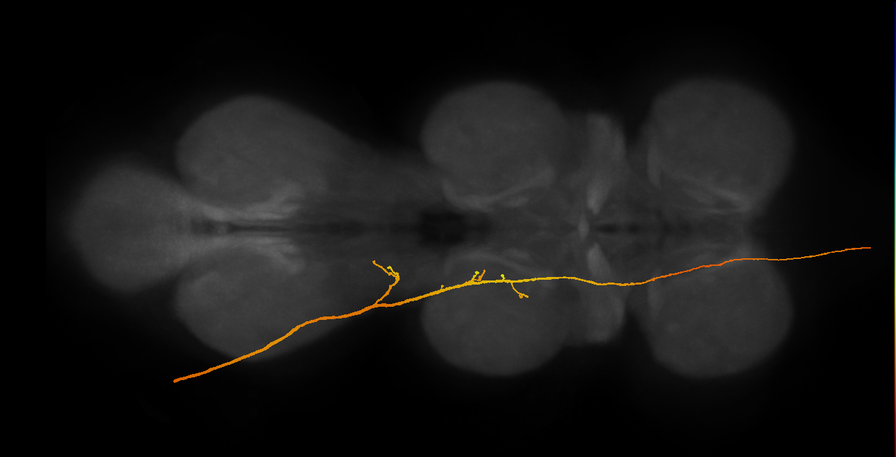 SApp21_DMetaN_L (MANC:16673)