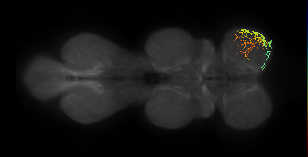 IN13A029_T1_R (MANC:16680)