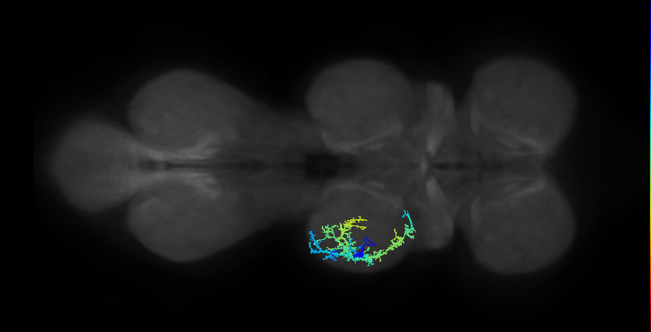 IN13A023_T2_L (MANC:16748)