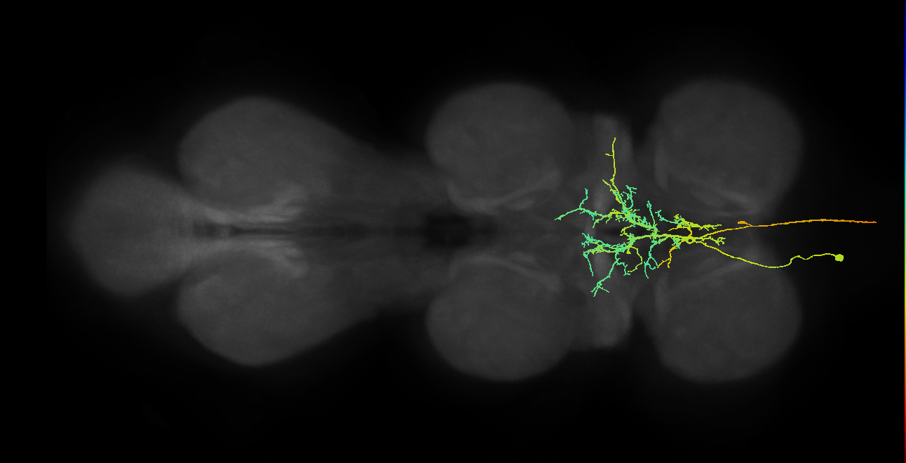 AN08B079_T1_L (MANC:16832)