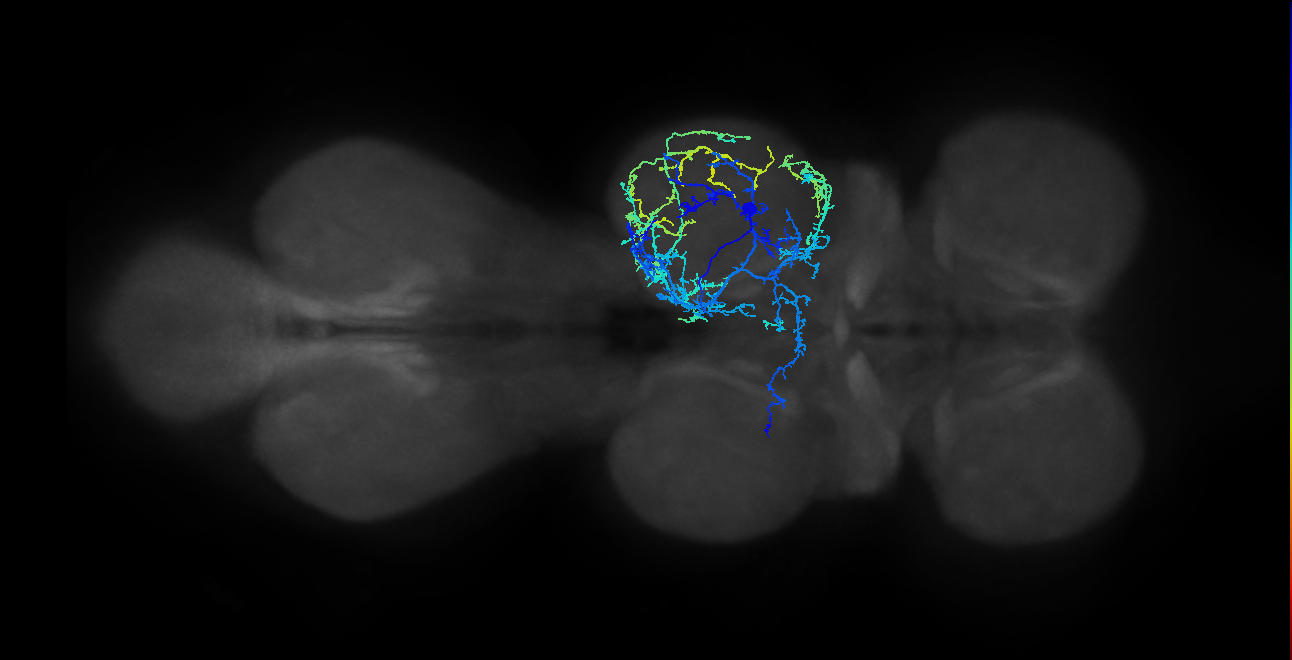IN04B021_T2_R (MANC:16852)