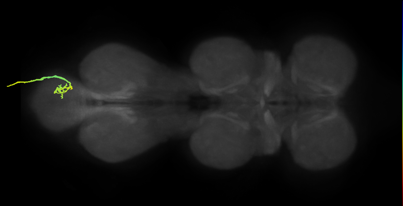 SNxx06_AbNT_R (MANC:16888)