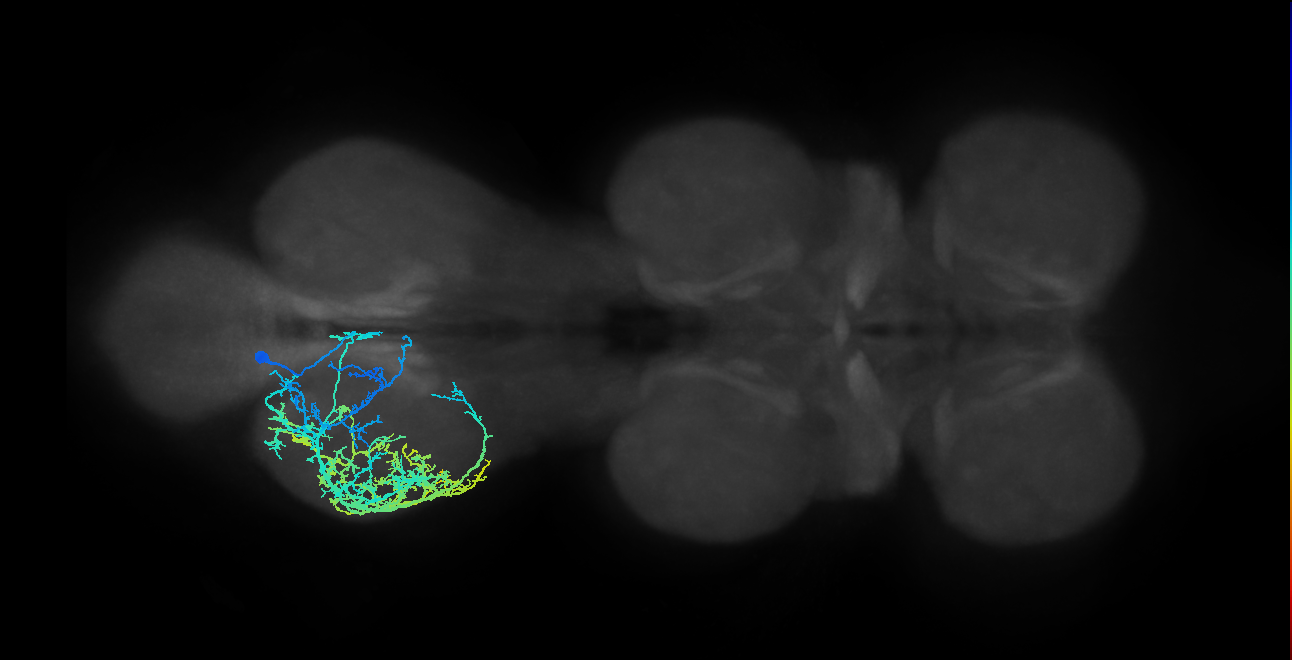 IN04B017_T3_L (MANC:16917)