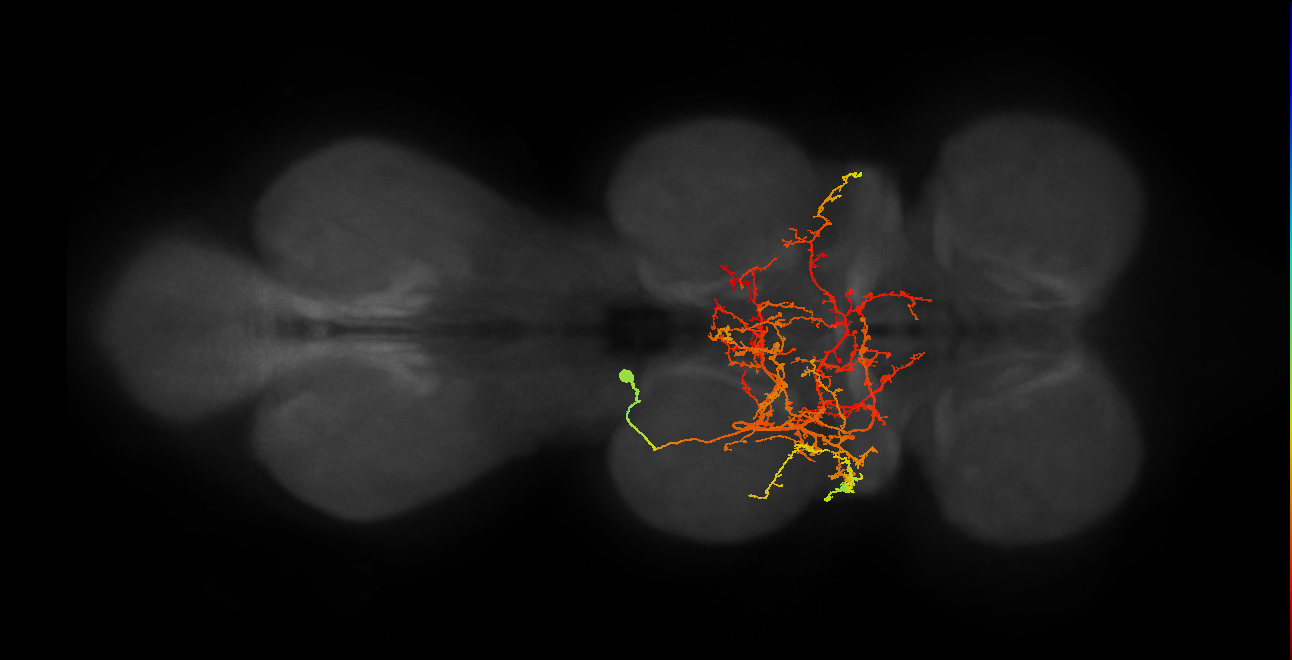 IN03B044_T2_L (MANC:16923)