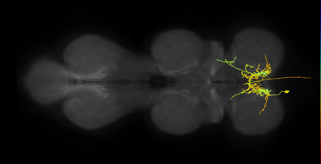 AN08B065_T1_L (MANC:16925)