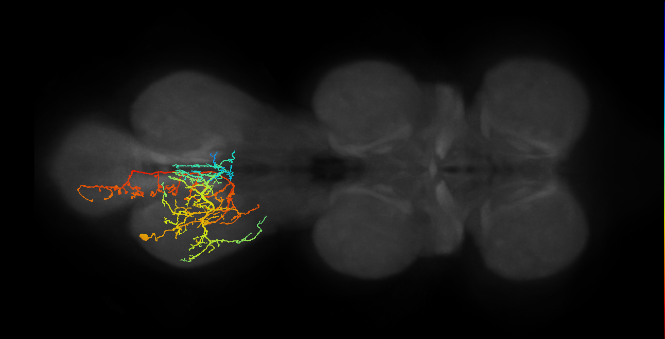 IN19A016_T3_L (MANC:16948)