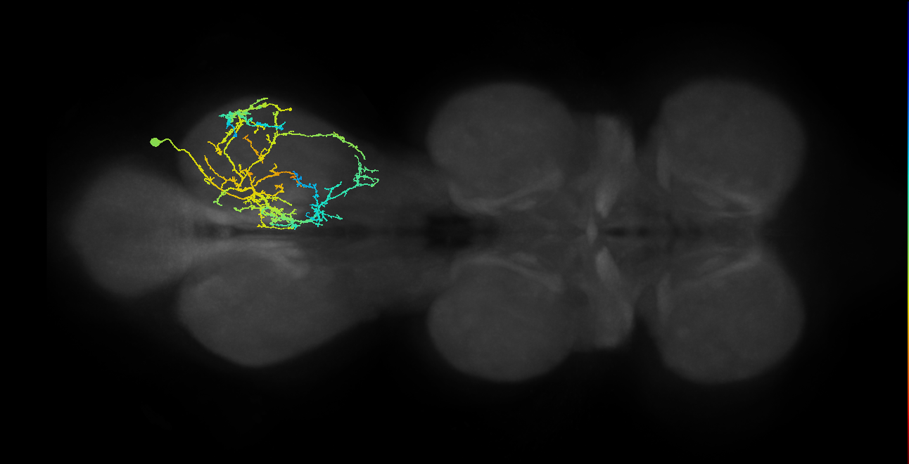 IN03A010_T3_R (MANC:16975)