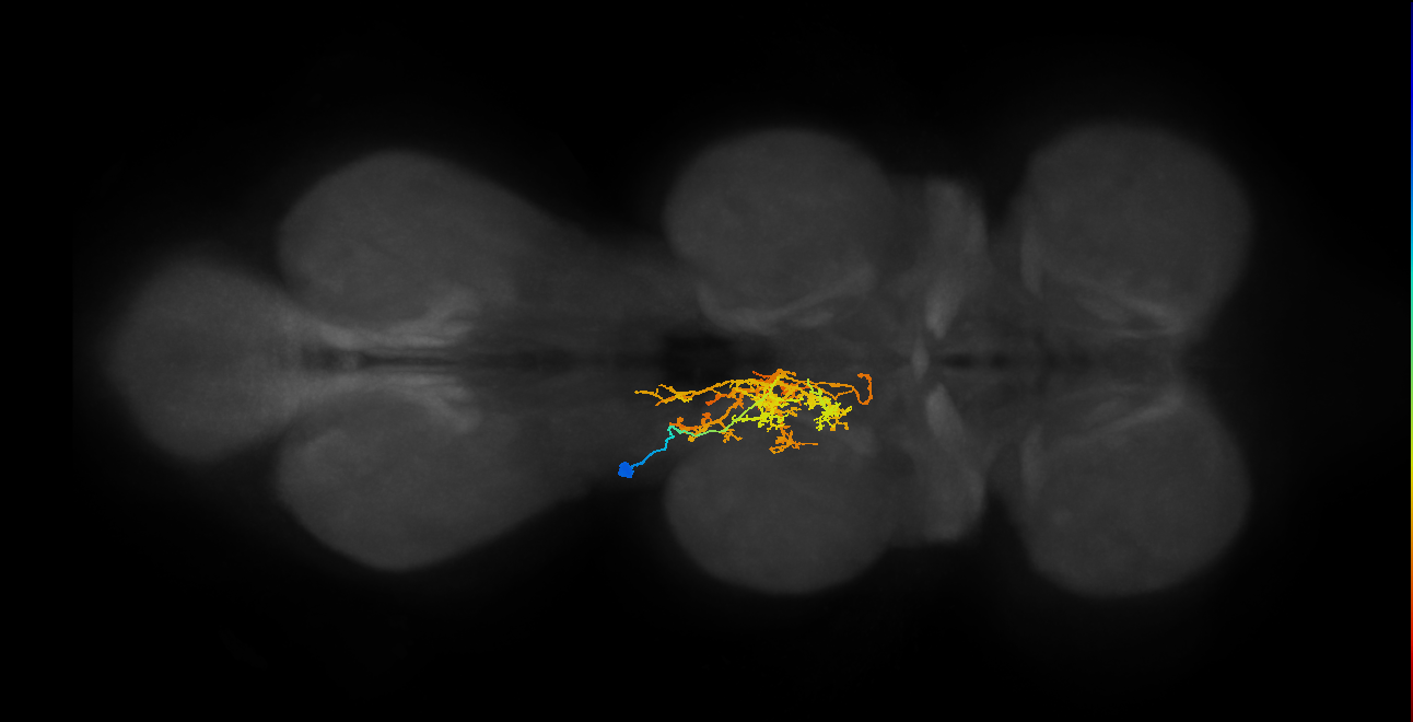 IN12A051_T2_L (MANC:17078)