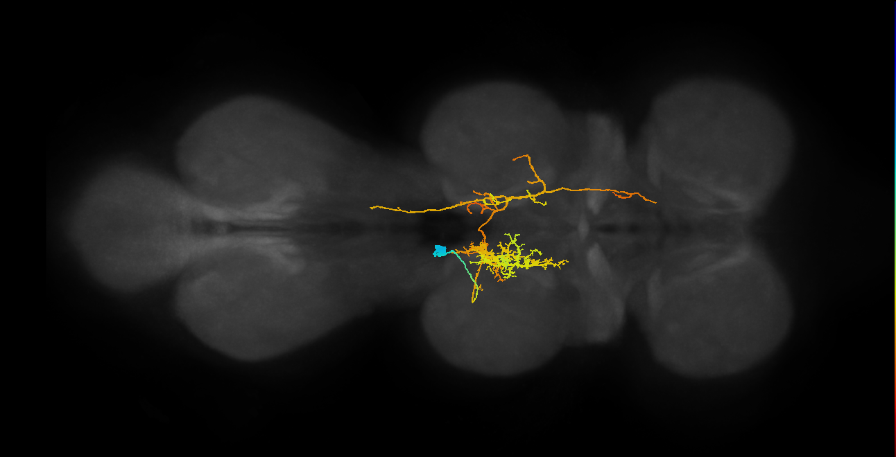 IN06A061_T2_L (MANC:17089)