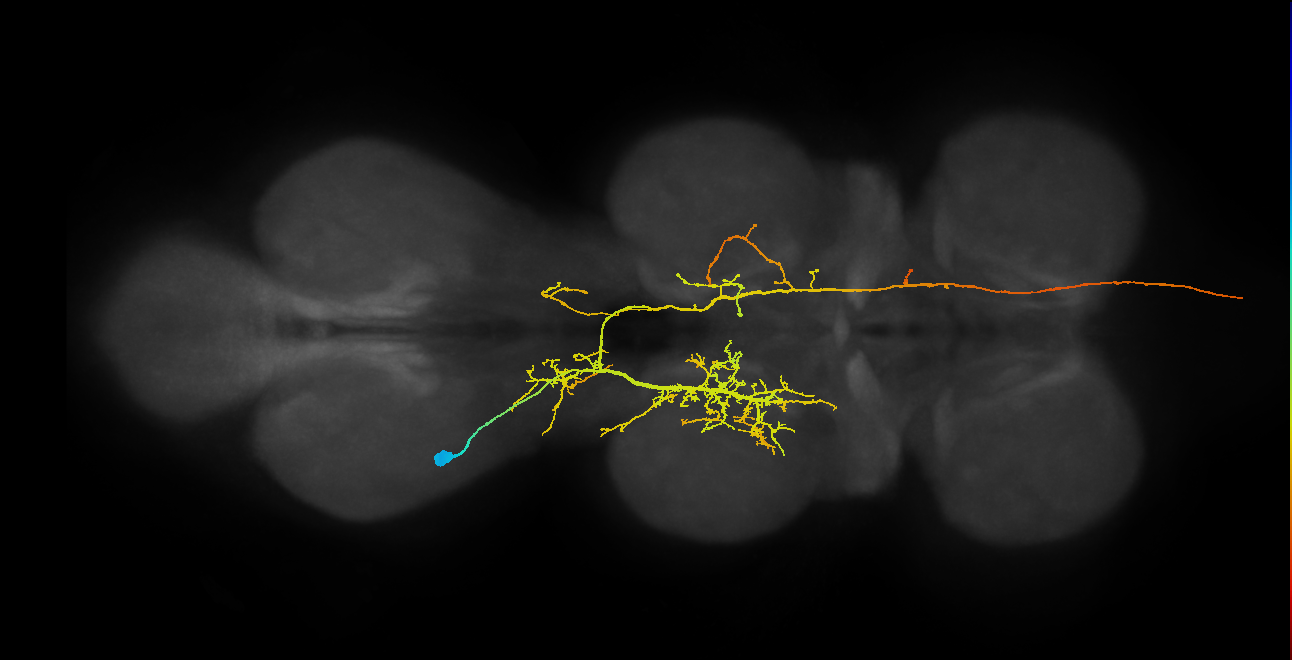 AN08B074_T3_L (MANC:17093)