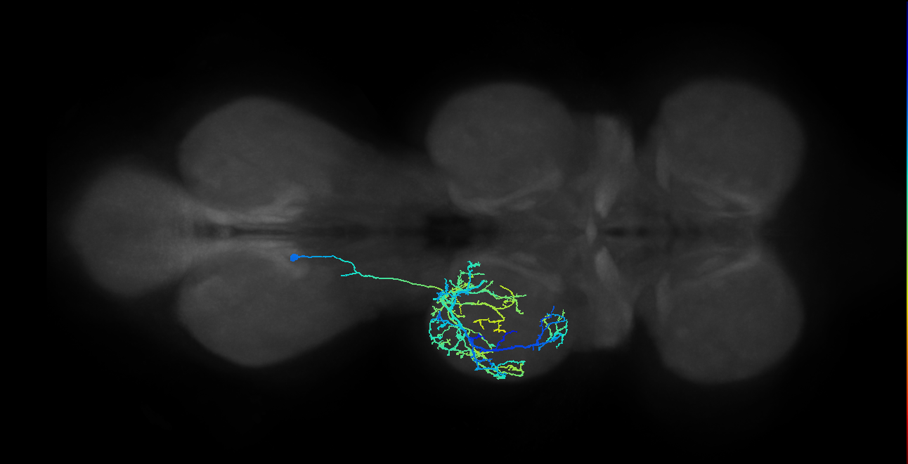 IN03A011_T2_L (MANC:17094)