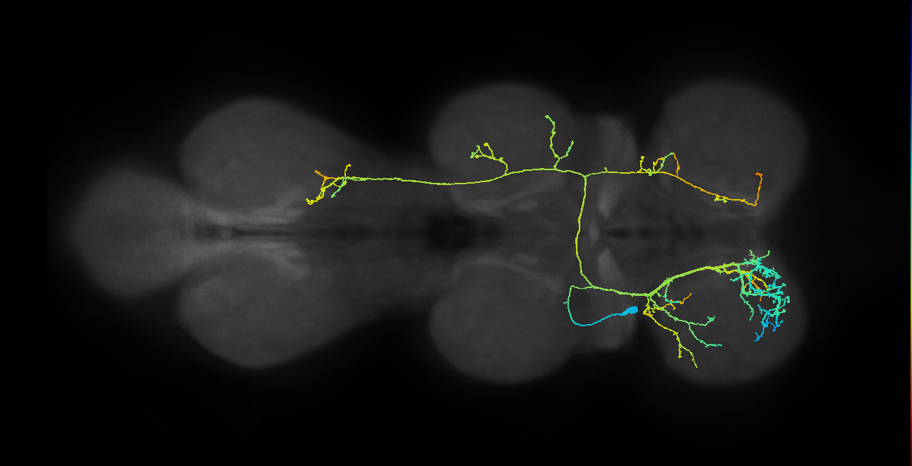 IN08B050_T2_L (MANC:17134)