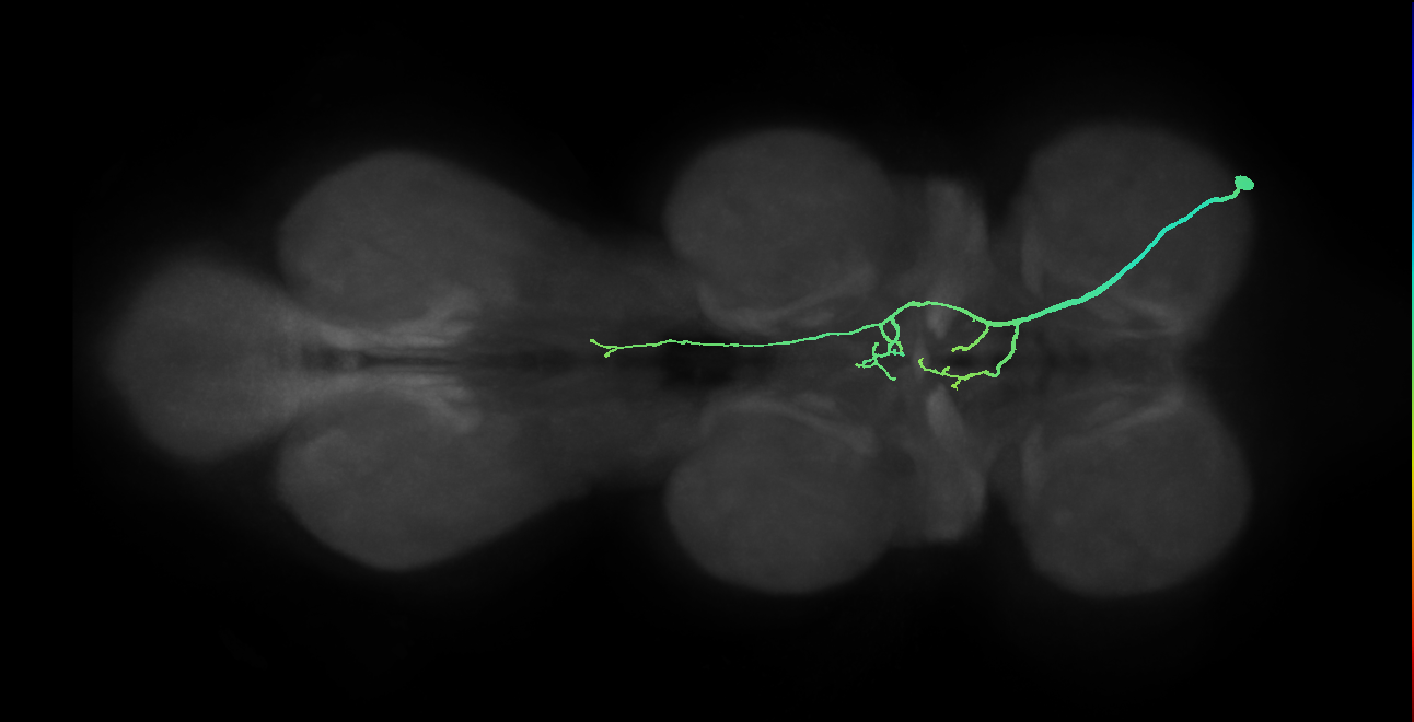 SNpp15_ProCN_R (MANC:17144)