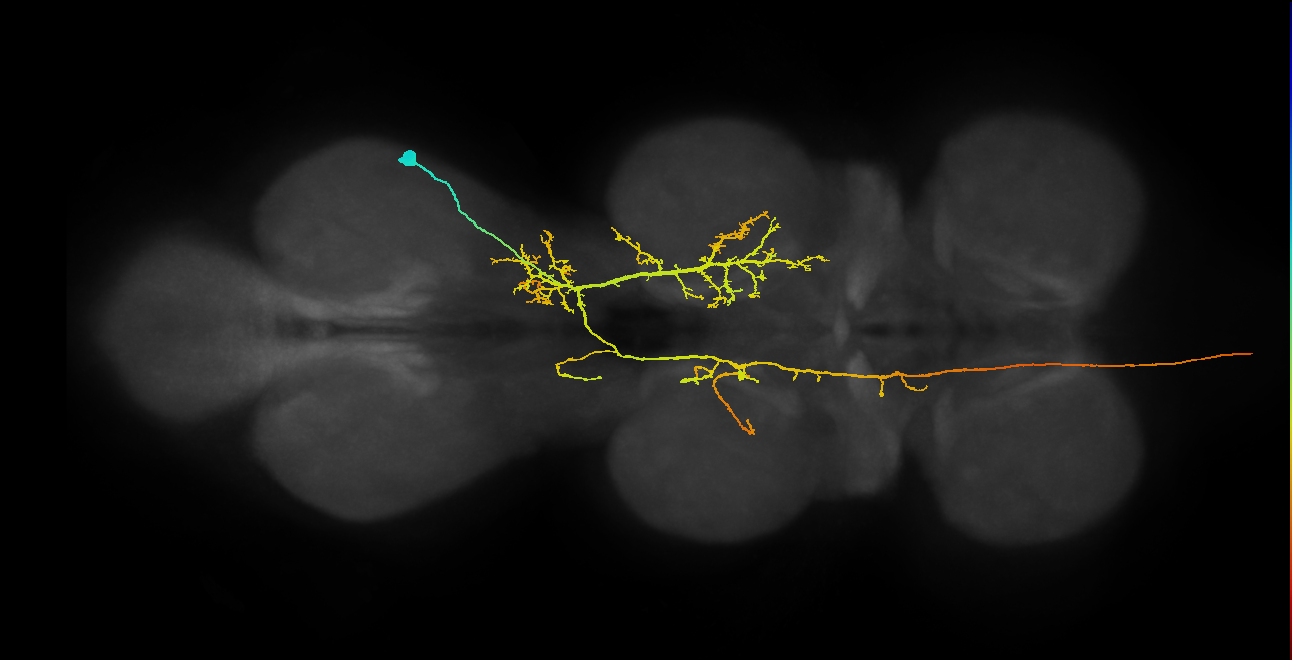 AN08B085_T3_R (MANC:17150)