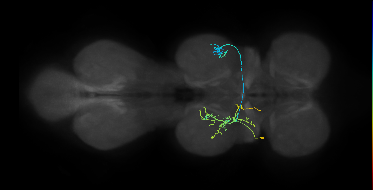 IN01A070_T2_L (MANC:17165)
