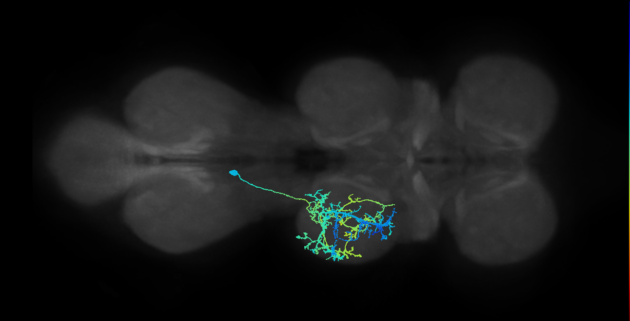IN03A009_T2_L (MANC:17177)