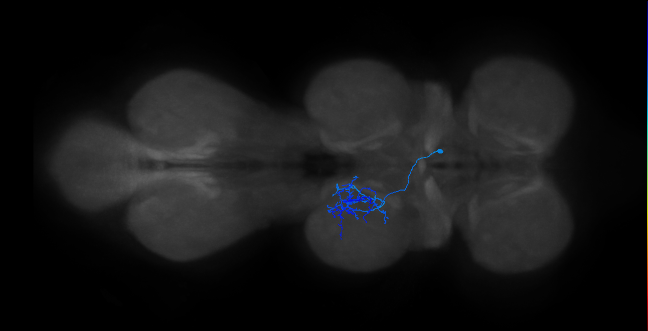 IN14A008_T2_R (MANC:17209)