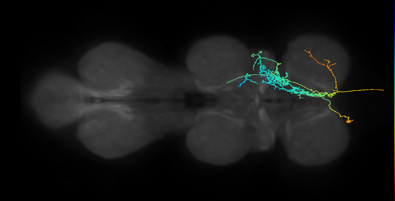 AN09B014_T1_L (MANC:17240)