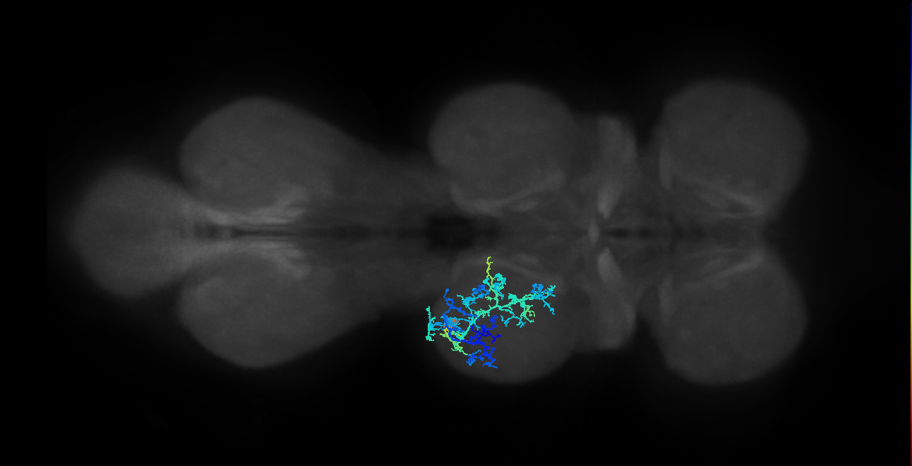 IN19A020_T2_L (MANC:17260)