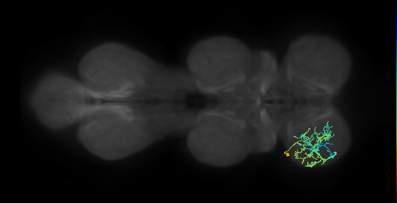 IN21A026_T1_L (MANC:17293)