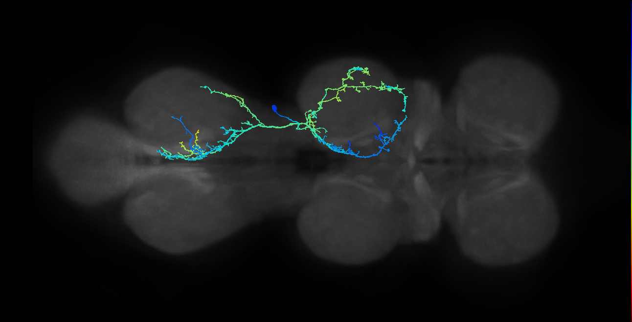 IN03A005_T2_R (MANC:17304)