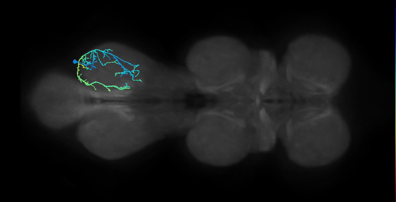 IN13A024_T3_R (MANC:17337)