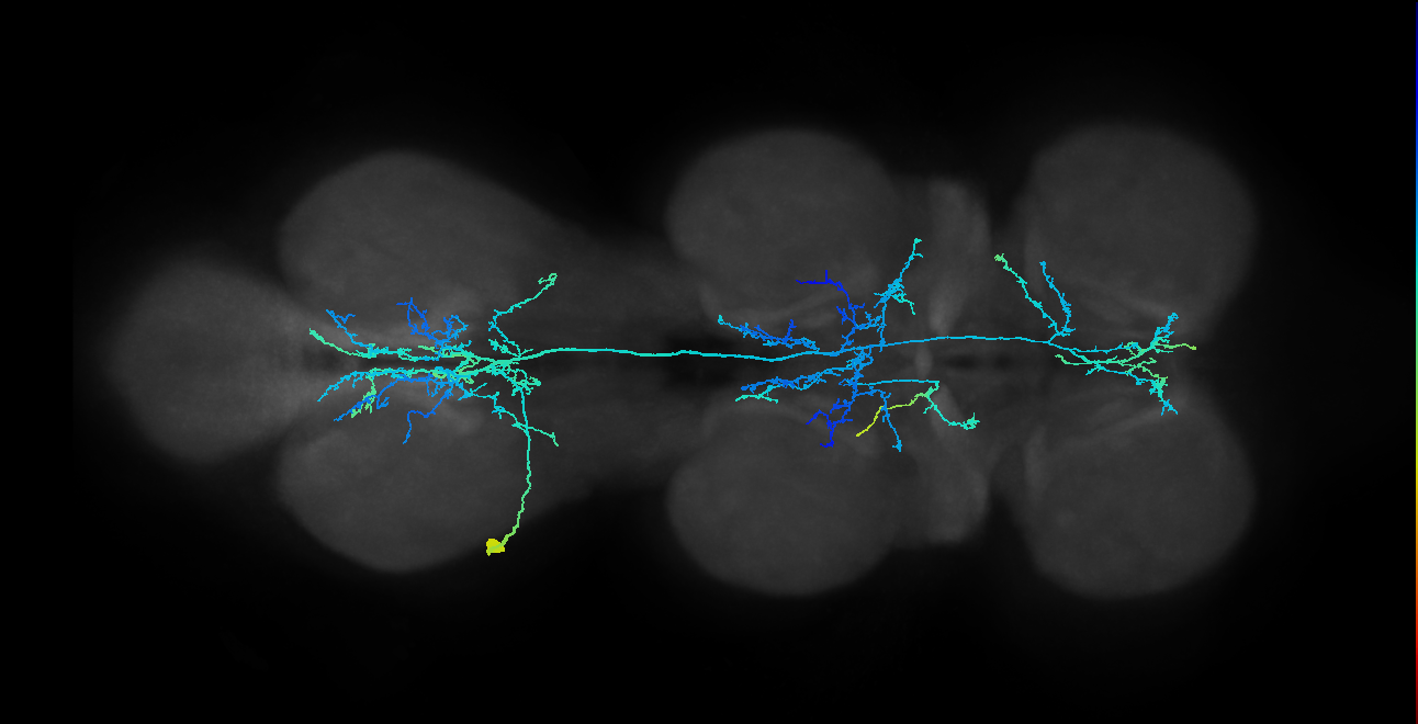 IN09B012_T3_L (MANC:17346)