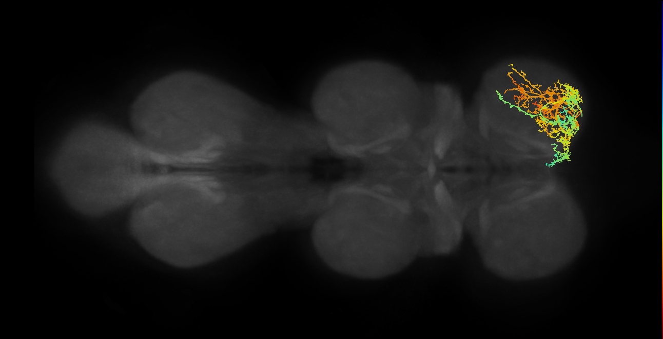 IN17A047_T1_R (MANC:17385)