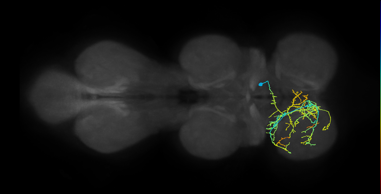 IN12B003_T1_R (MANC:17401)