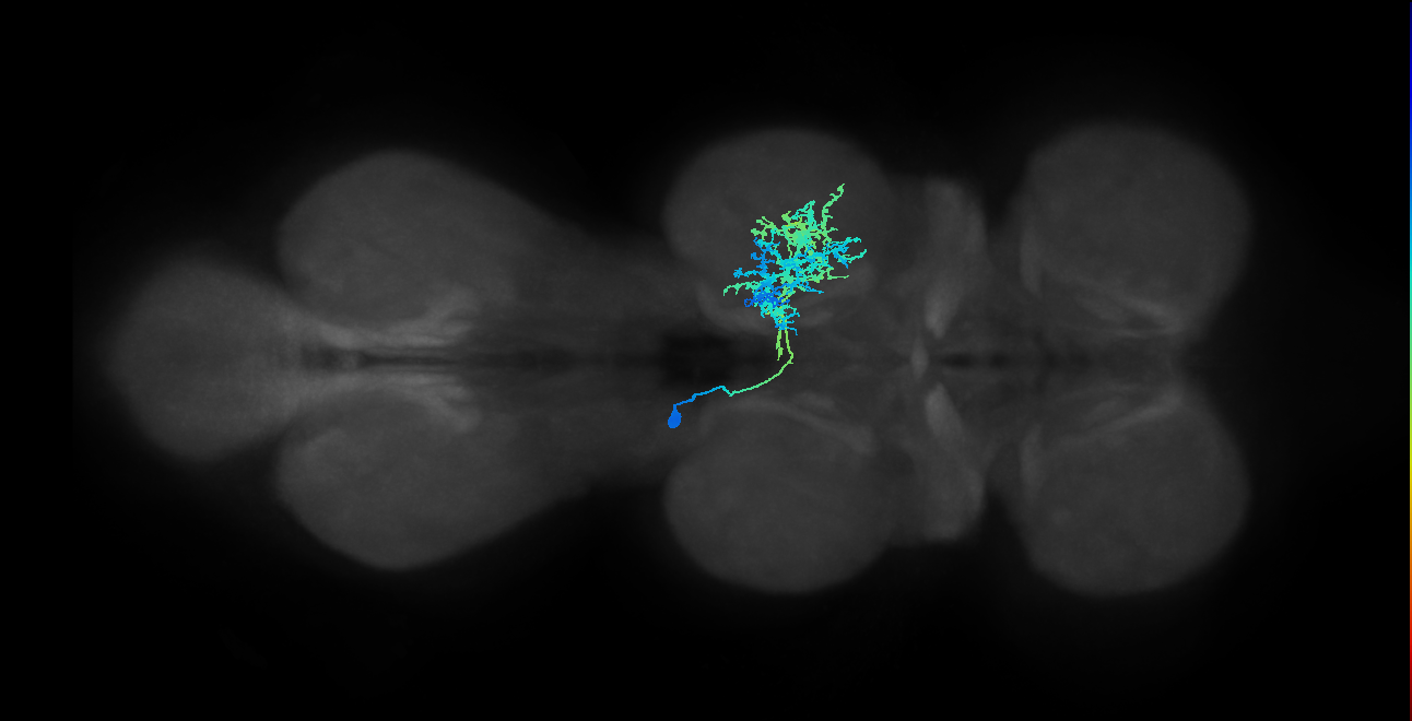 IN12B015_T2_L (MANC:17408)