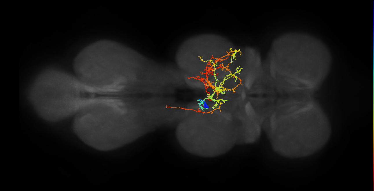 IN06B040_T2_L (MANC:17422)