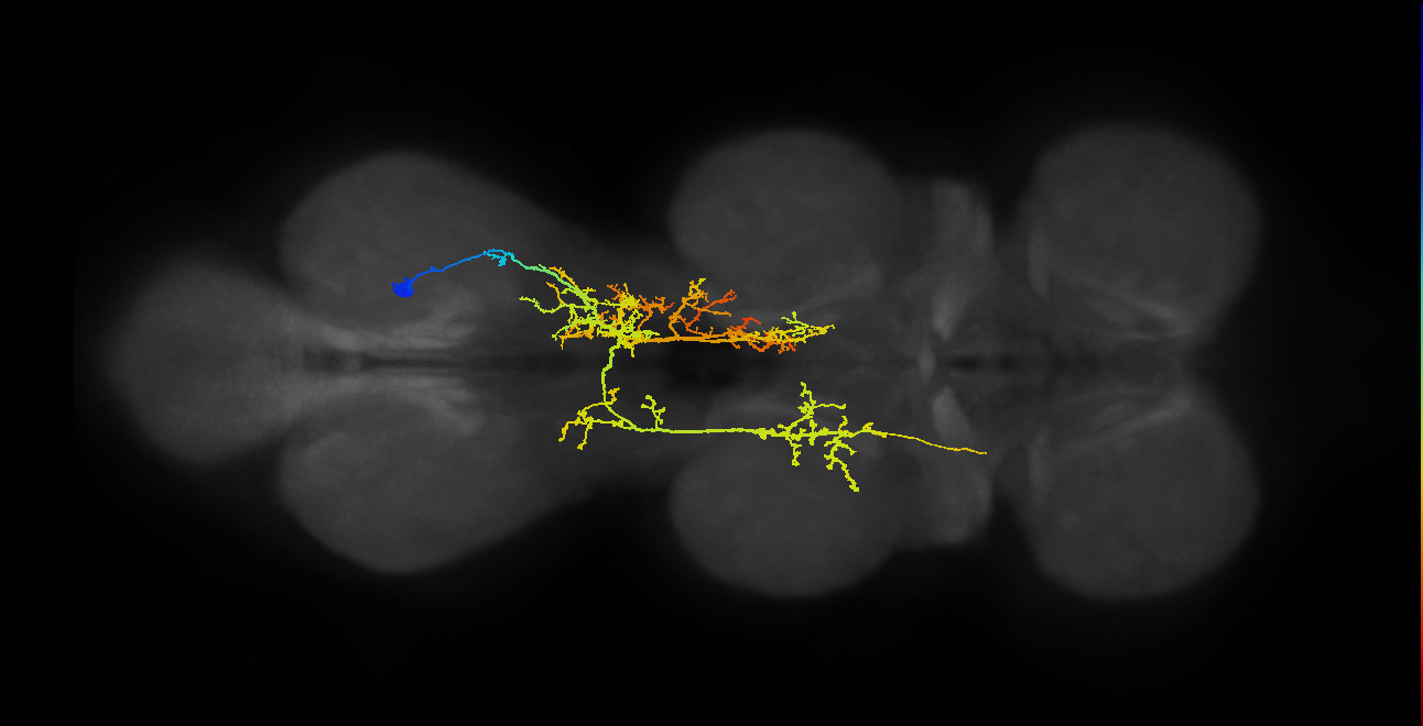 IN07B035_T3_R (MANC:17433)