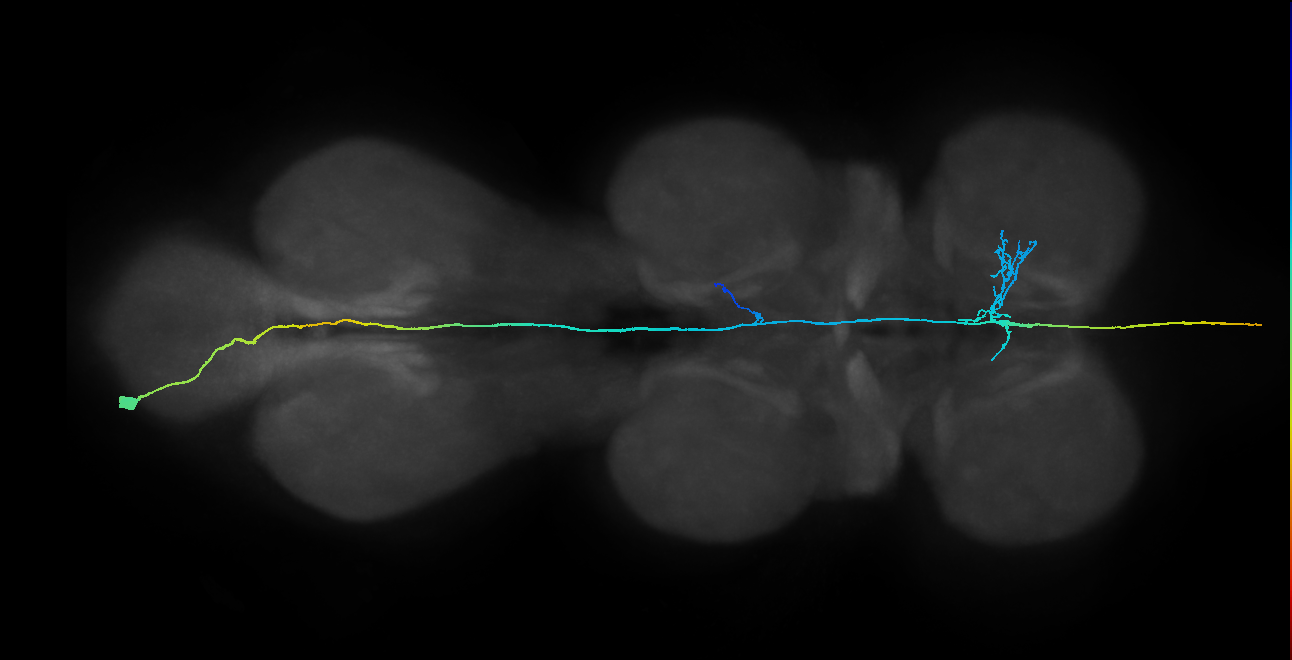 AN09B032_A8_L (MANC:17438)