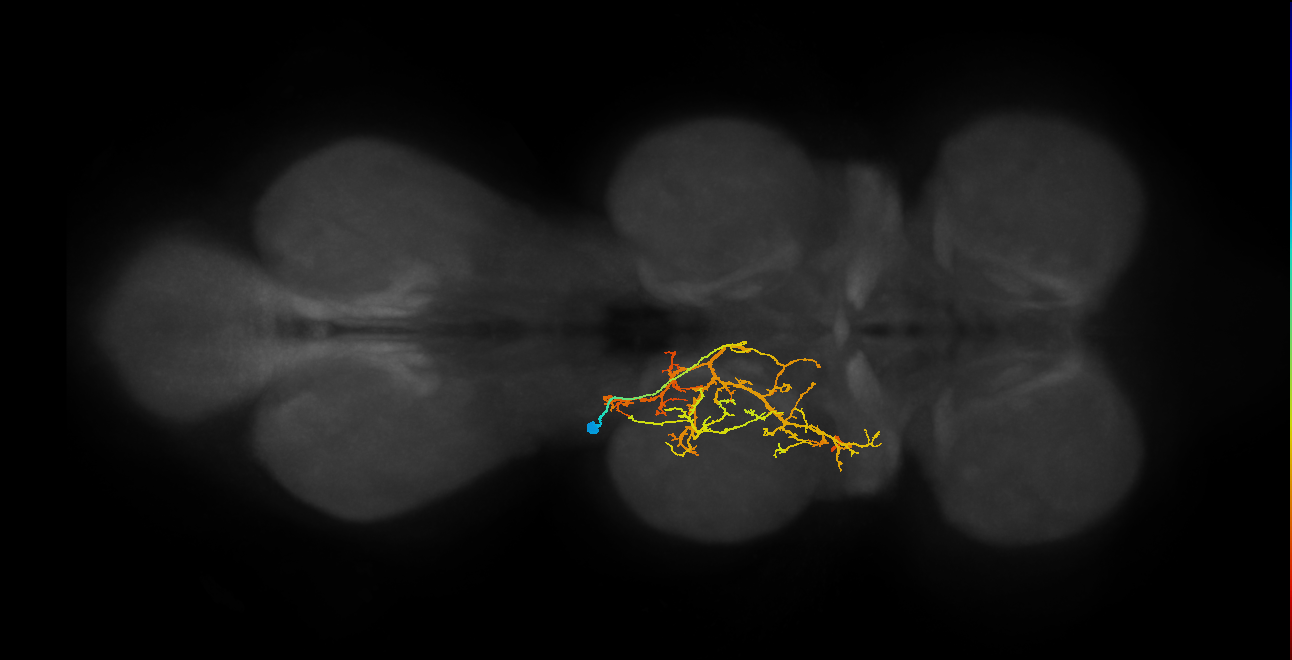 IN12A051_T2_L (MANC:17457)