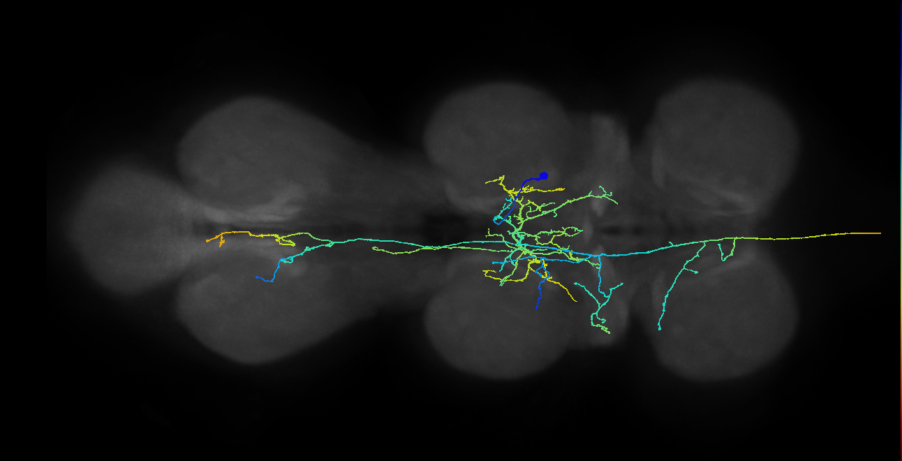 AN05B019_T2_R (MANC:17471)