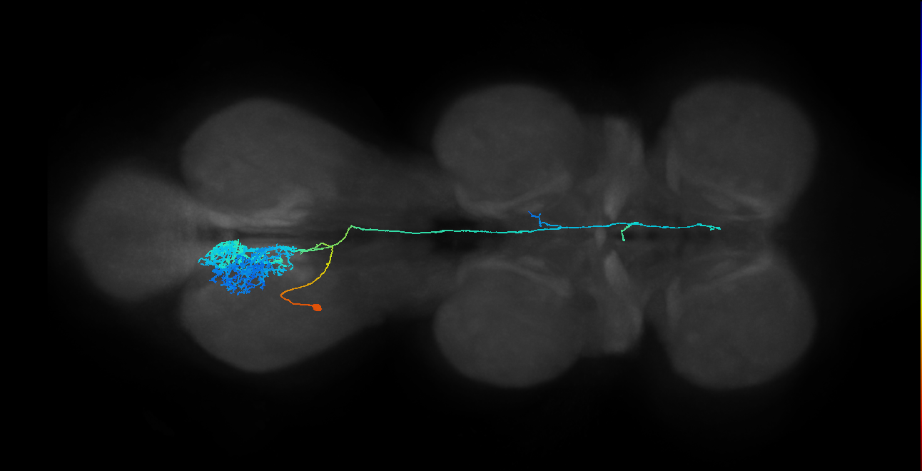 IN23B014_T3_L (MANC:17479)