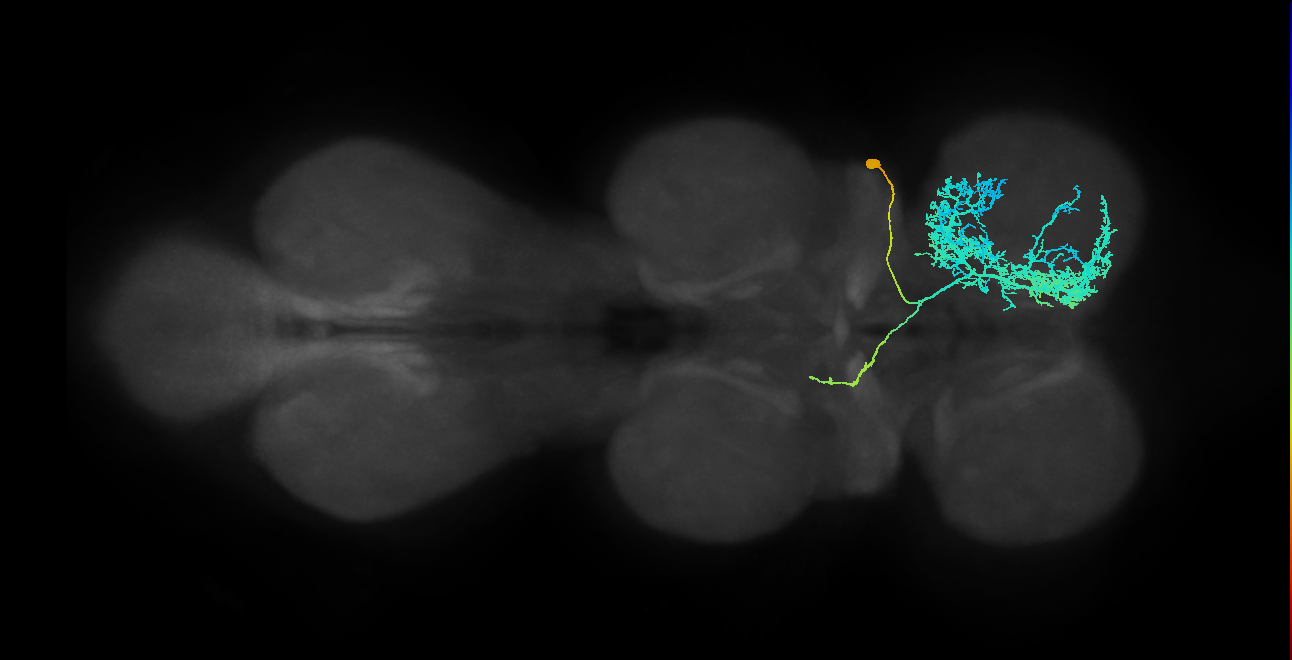 IN23B007_T1_R (MANC:17484)