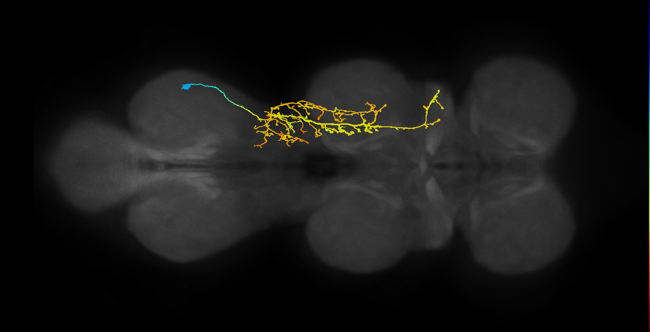 IN16X030_T3_R (MANC:17516)